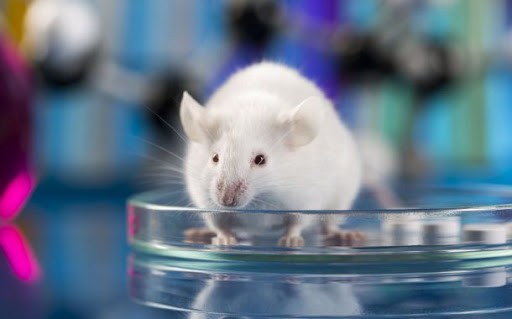 موش کاتالیزگر